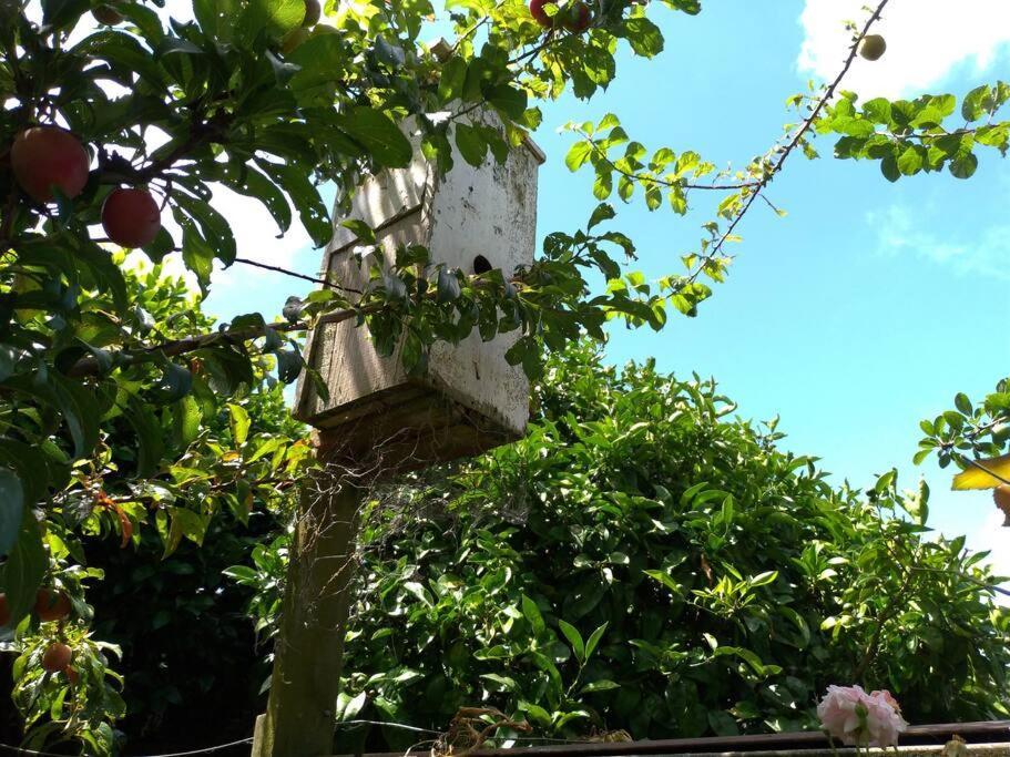 Secret Cottage Waitara Extérieur photo